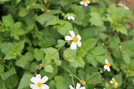 野菊花