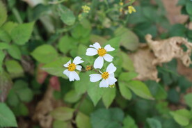 野菊花