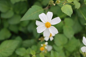 野菊花