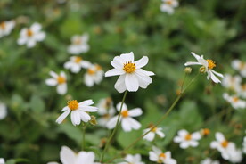 野菊花