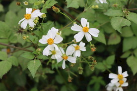 野菊花