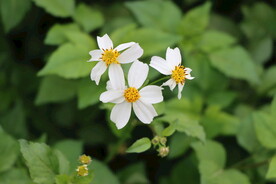 野菊花