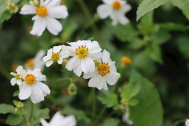 野菊花