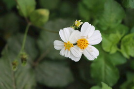 野菊花