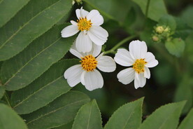 野菊花