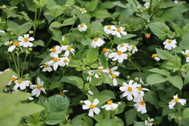 野菊花