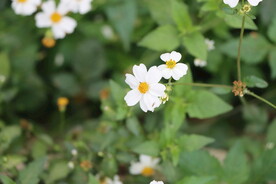 野菊花