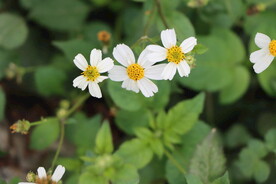 野菊花