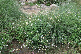 野菊花