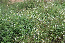 野菊花