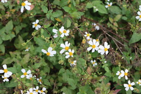 野菊花