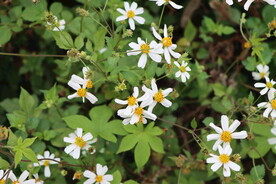 野菊花