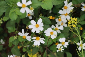 野菊花