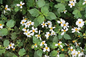 野菊花