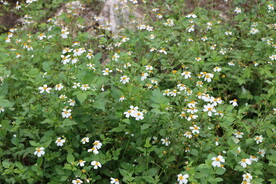 野菊花