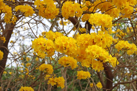 风铃花
