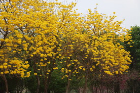 风铃花
