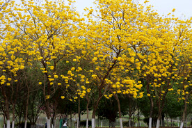 风铃花