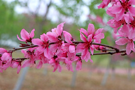 桃花