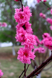 桃花