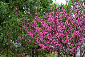 桃花