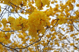 风铃花