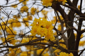 风铃花