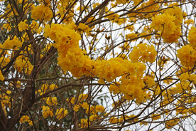 风铃花