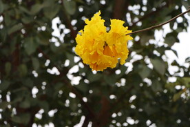 风铃花