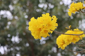 风铃花