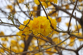 风铃花