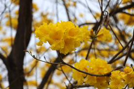 风铃花