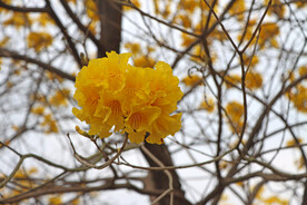 风铃花