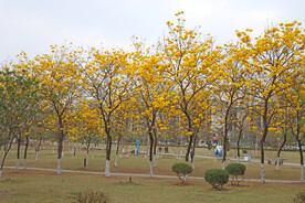 风铃花