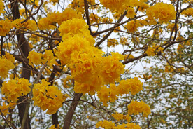 风铃花