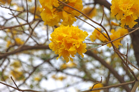 风铃花