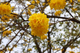 风铃花