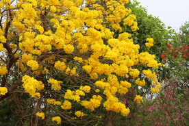 风铃花