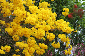 风铃花