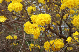 风铃花