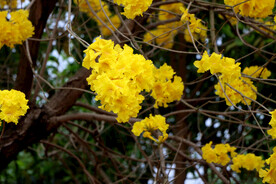 风铃花