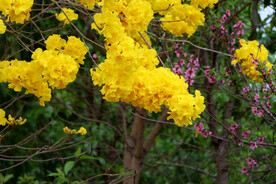 风铃花