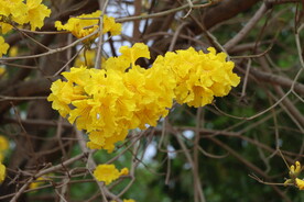 风铃花