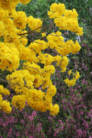 风铃花