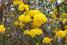 风铃花