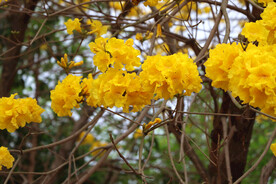 风铃花