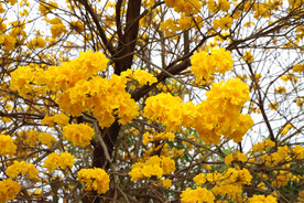 风铃花