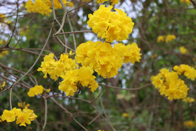 风铃花