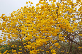 风铃花