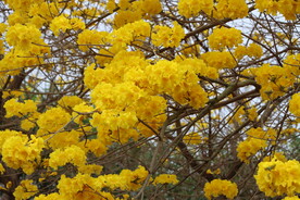 风铃花